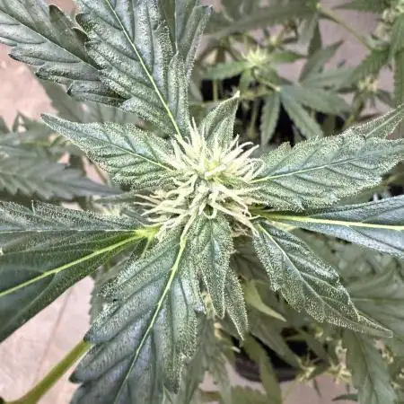 🦍🍬 Indoor
