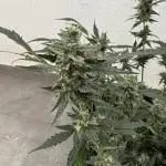 🦍🍬 Indoor
