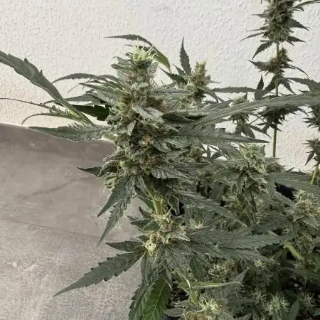 🦍🍬 Indoor