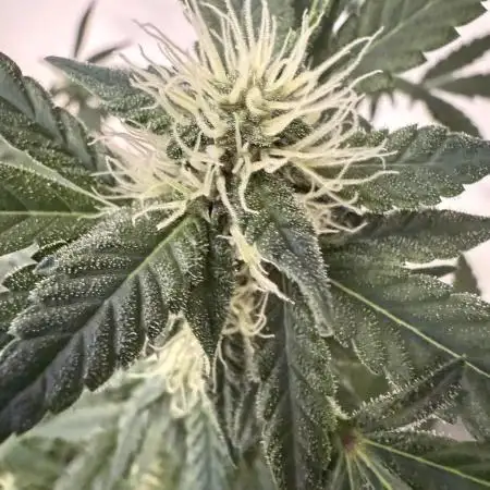 🍋🍒🍪 Indoor