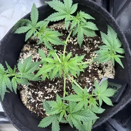 🦍🥊 Indoor