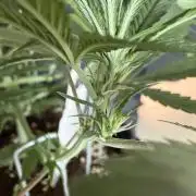 🍓🦍