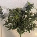 🦍🍬 Indoor