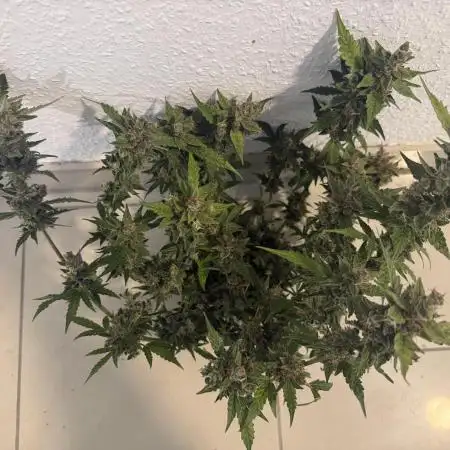 🦍🍬 Indoor