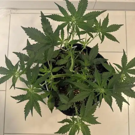 ☃️‼️Indoor