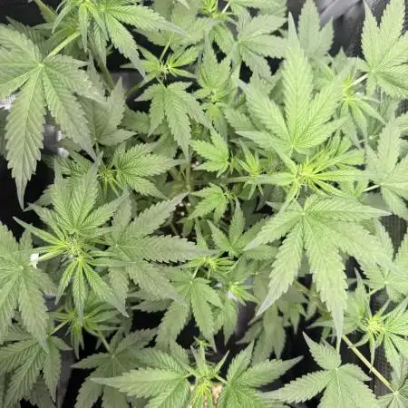 🍋🍒🍪 Indoor