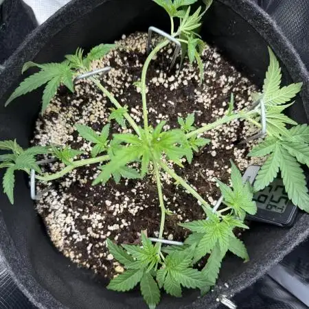 🦍🥊 Indoor