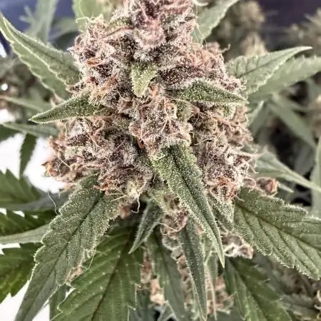 ❄️‼️