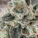 🦍🥊 Indoor