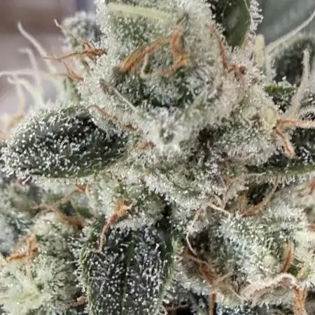 🦍🥊 Indoor