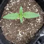 👿🐇 Indoor