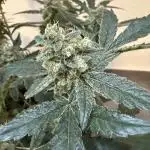 🦍🥊 Indoor
