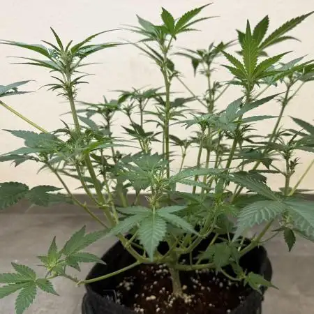 🍋🍒🍪 Indoor