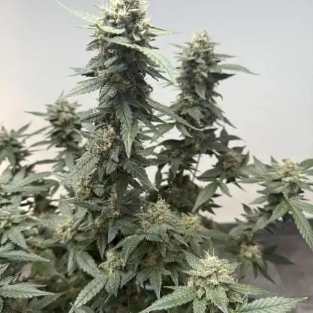 🍋🍒🍪 Indoor