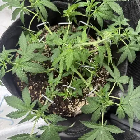 🦍🥊 Indoor
