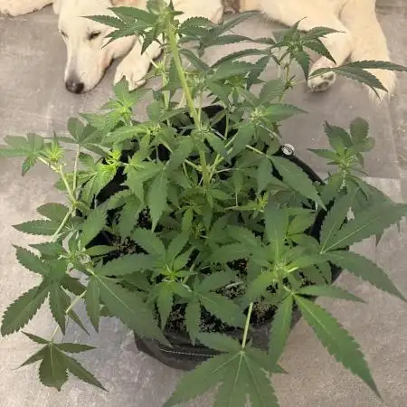 🦍🥊 Indoor