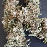 🍓🦍