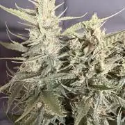 🍓🦍