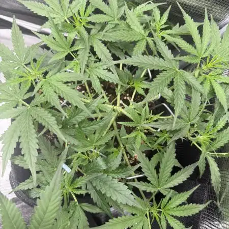 🦍🍬 Indoor
