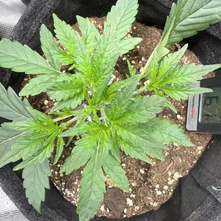 🦍🍬 Indoor