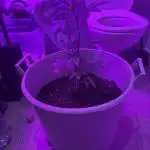 Blunt Reflections
