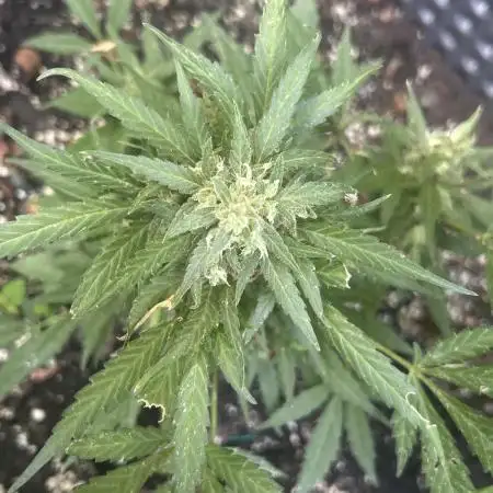 First Time Grow Blue Dream Auto
