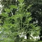 OUTDOOR 2025