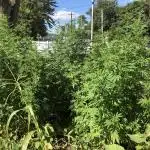 OUTDOOR 2025