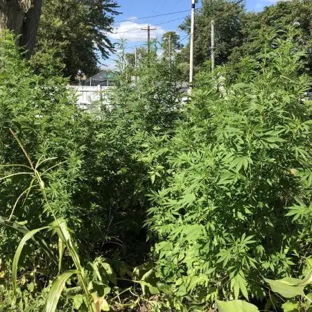 OUTDOOR 2025
