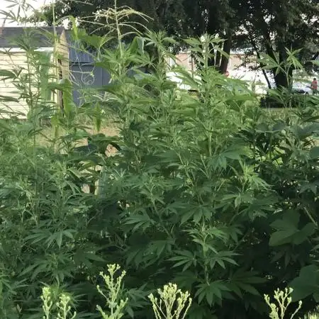 OUTDOOR 2025