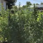 OUTDOOR 2025