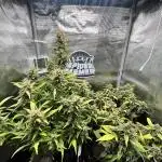 Afghan Kush v2