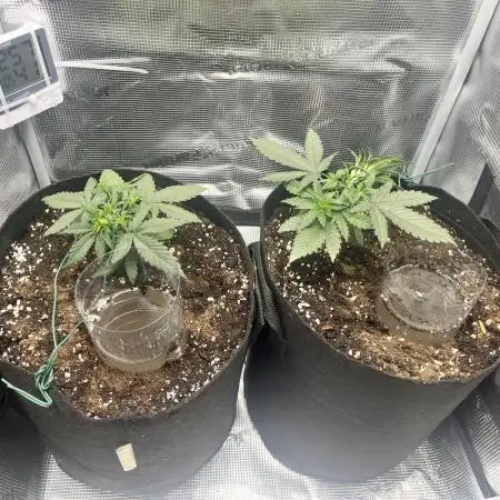 Afghan Kush v2