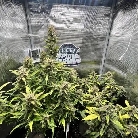 Afghan Kush v2