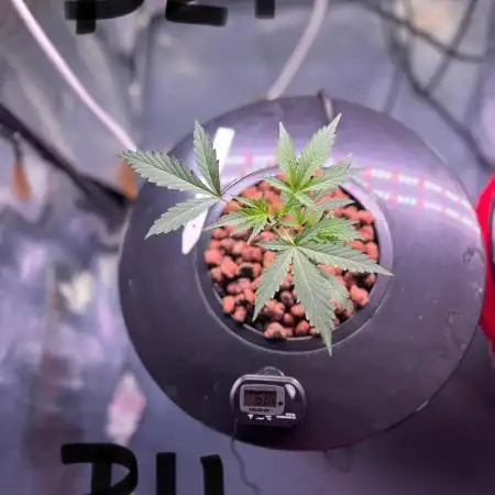 First Hydro Grow