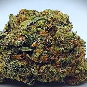 Sour Diesel (Sative Phenotyp 2025)