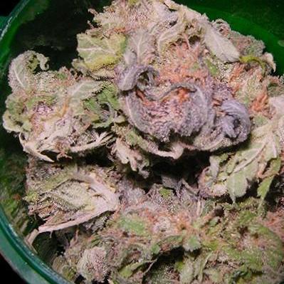 Jamaica Jah Purple