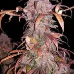 Chimera Cut Pheno #4