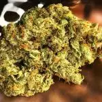 Mr.Nice G13 x Hash Plant (1999)