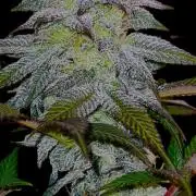 Watermelon Weddingcake x Zkittlez