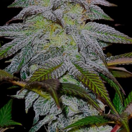 Watermelon Weddingcake x Zkittlez