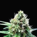 Hindu Kush