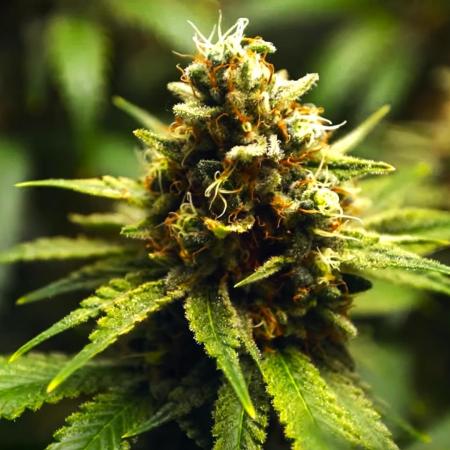 Tangie