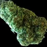 Original Glue (GG#4)