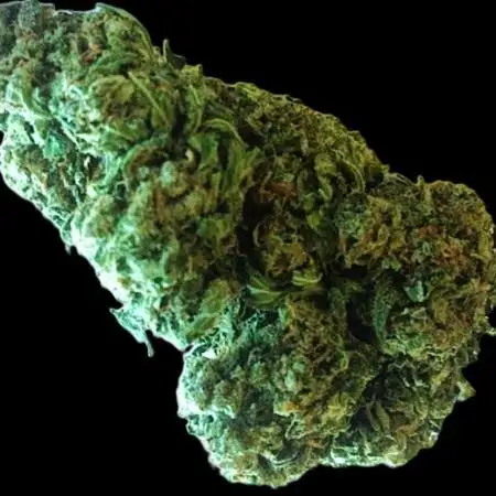 Original Glue (GG#4)