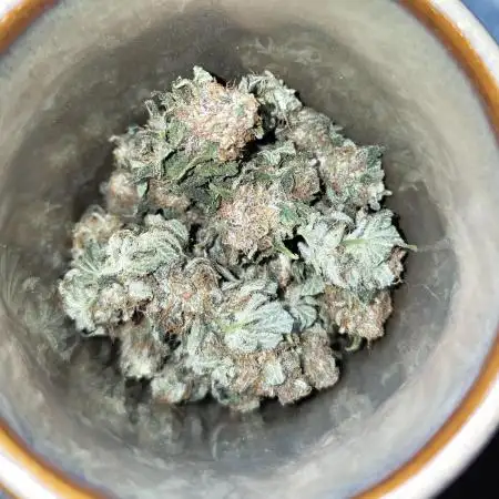 G13 Kush