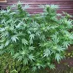 Matilda CBD