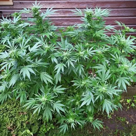 Matilda CBD