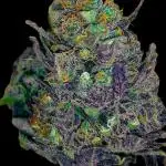 Purple Heart G13 by Ferrox-Kollektiv