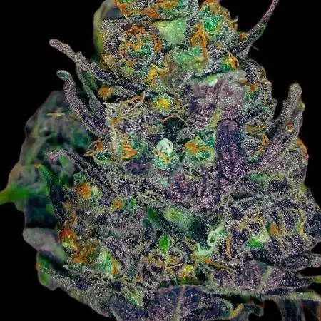 Purple Heart G13 by Ferrox-Kollektiv
